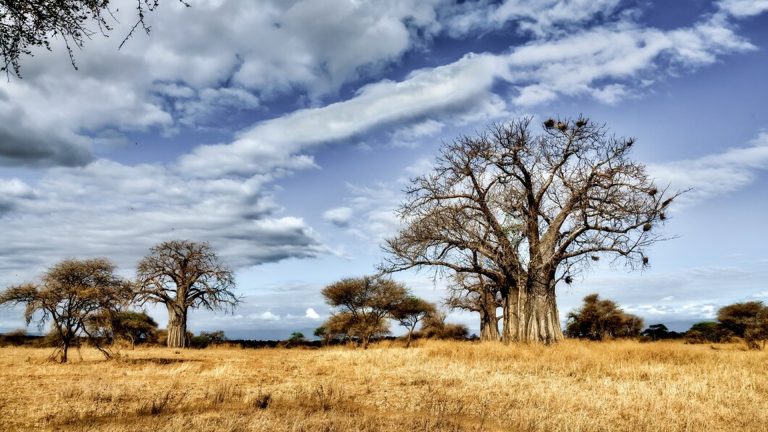 Untitled-1_0000_lions-175934_0000_Layer 17