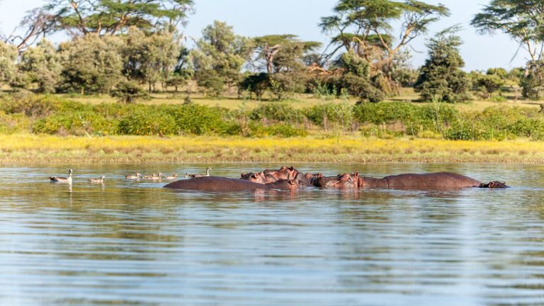 Untitled-1_0000_lions-175934_0005_Layer 12