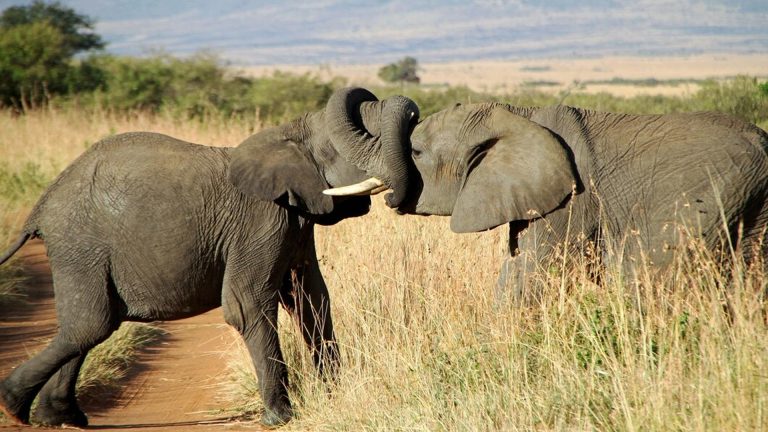 Untitled-1_0000_lions-175934_0006_Layer 11