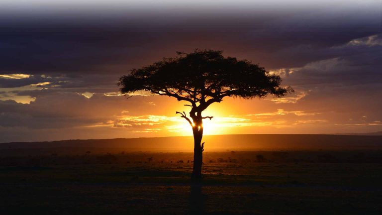 Untitled-1_0007_africa-3002460