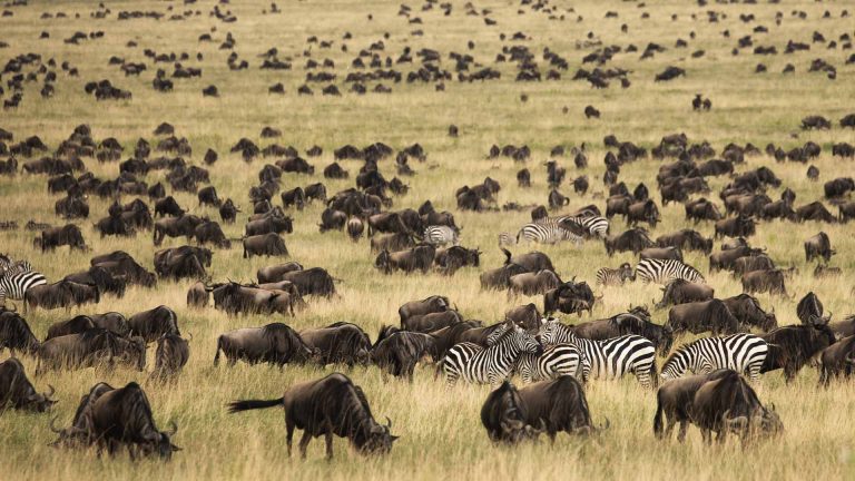 Untitled-1_0010_Conference Pics - Confirmed_0003_Migration near Gol Kopjies, Serengeti_Zanne Labuschagne-FZS