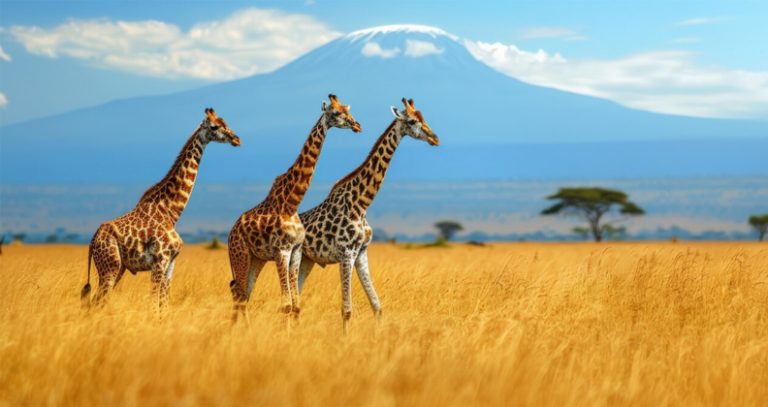 Untitled-1_0004_Layer 1