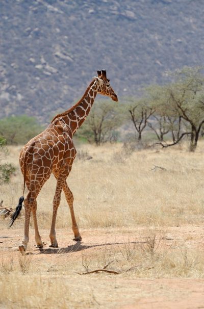 Untitled-11_0002_Layer-2